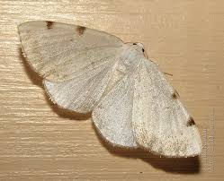 Attēlu rezultāti vaicājumam “Lomographa bimaculata”