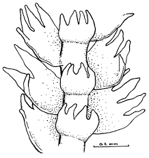 Attēlu rezultāti vaicājumam “Lepidozia reptans”