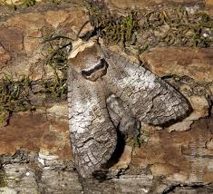 Attēlu rezultāti vaicājumam “Cossus cossus imago”