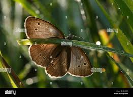 Attēlu rezultāti vaicājumam “Aphantopus hyperantus upperside”