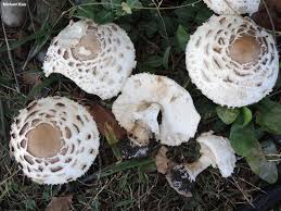 Attēlu rezultāti vaicājumam “Macrolepiota rhacodes”