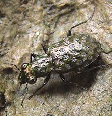 Attēlu rezultāti vaicājumam “Elaphrus cupreus”