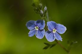 Attēlu rezultāti vaicājumam “Veronica chamaedrys leaf”