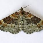 Attēlu rezultāti vaicājumam “Xanthorhoe spadicearia”