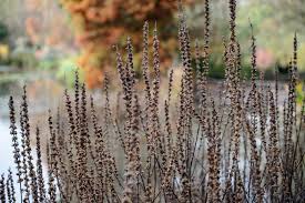 Attēlu rezultāti vaicājumam “Lythrum salicaria fruit”