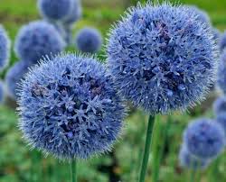 Attēlu rezultāti vaicājumam “Allium holandicum”