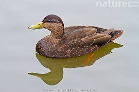 Image result for Anas rubripes