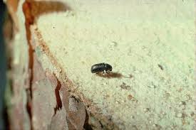 Attēlu rezultāti vaicājumam “Scolytidae”