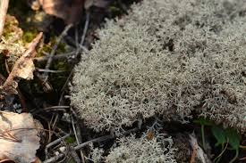Attēlu rezultāti vaicājumam “Cladonia mitis”
