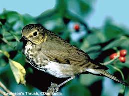 Attēlu rezultāti vaicājumam “Muscicapidae”