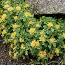 Attēlu rezultāti vaicājumam “Rhodiola rosea flower”