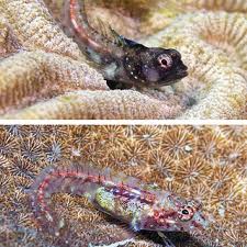 Image result for Calamus nodosus