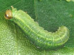 Attēlu rezultāti vaicājumam “Arge ustulata”