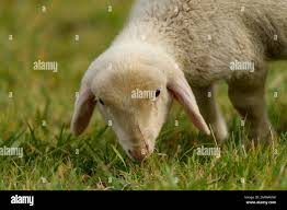 Attēlu rezultāti vaicājumam “Ovis aries juvenile”