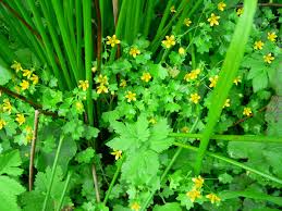 Attēlu rezultāti vaicājumam “Saxifraga cymbalaria”