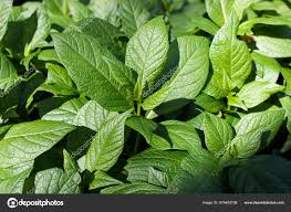 Attēlu rezultāti vaicājumam “Lunaria rediviva leaf”