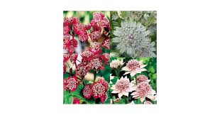 Attēlu rezultāti vaicājumam “Astrantia major fruit”