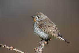 Image result for Ficedula albicilla