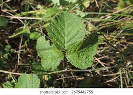 Attēlu rezultāti vaicājumam “Rubus caesius”