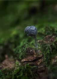 Attēlu rezultāti vaicājumam “Diderma testaceum young”