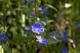 Attēlu rezultāti vaicājumam “Veronica chamaedrys leaf”