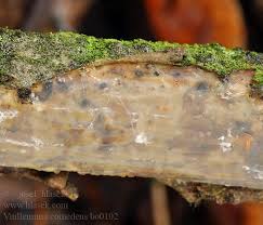 Attēlu rezultāti vaicājumam “Vuilleminia comedens”