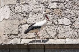 Attēlu rezultāti vaicājumam “Ciconia ciconia adult”