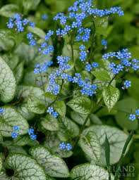 Image result for Brunnera `Jack Frost`