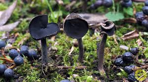 Attēlu rezultāti vaicājumam “Helvella atra”