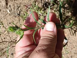 Attēlu rezultāti vaicājumam “Corispermum hyssopifolium”