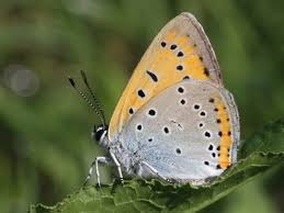 Attēlu rezultāti vaicājumam “Lycaena dispar”