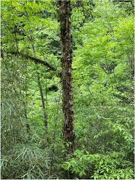 Attēlu rezultāti vaicājumam “Betula”