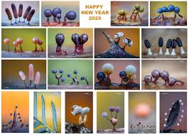 Attēlu rezultāti vaicājumam “Stemonitopsis typhina var. similis spores”