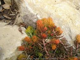 Attēlu rezultāti vaicājumam “Sedum rupestre”