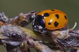 Attēlu rezultāti vaicājumam “Coccinella quinquepunctata”