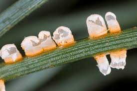 Attēlu rezultāti vaicājumam “Coleosporium sp.”