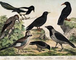 Attēlu rezultāti vaicājumam “Corvus monedula adult”