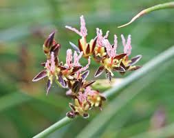 Attēlu rezultāti vaicājumam “Juncus balticus”