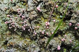 Attēlu rezultāti vaicājumam “Dibaeis baeomyces”