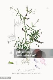 Attēlu rezultāti vaicājumam “Vicia angustifolia”