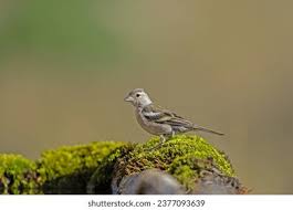 Attēlu rezultāti vaicājumam “Fringilla coelebs juvenile”