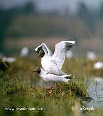 Attēlu rezultāti vaicājumam “Larus ridibundus”
