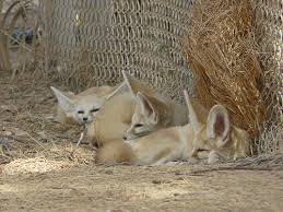 Attēlu rezultāti vaicājumam “Vulpes zerda”