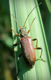 Attēlu rezultāti vaicājumam “Cortodera femorata”