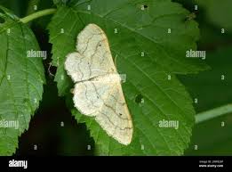 Attēlu rezultāti vaicājumam “Scopula floslactata imago”