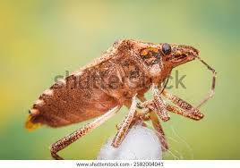 Attēlu rezultāti vaicājumam “Physatocheila smreczynskii”