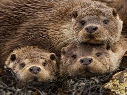 Image result for Eltham Otters