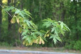 Attēlu rezultāti vaicājumam “Acer saccharinum”
