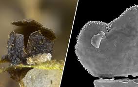 Attēlu rezultāti vaicājumam “Licea minima spores”