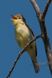 Image result for Hippolais polyglotta